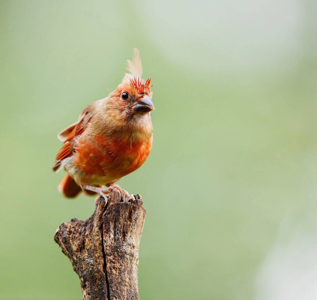 Juvenile Northern Cardinal by N. Lewis/ShenandoahNPS is marked with Public Domain Mark 1.0.